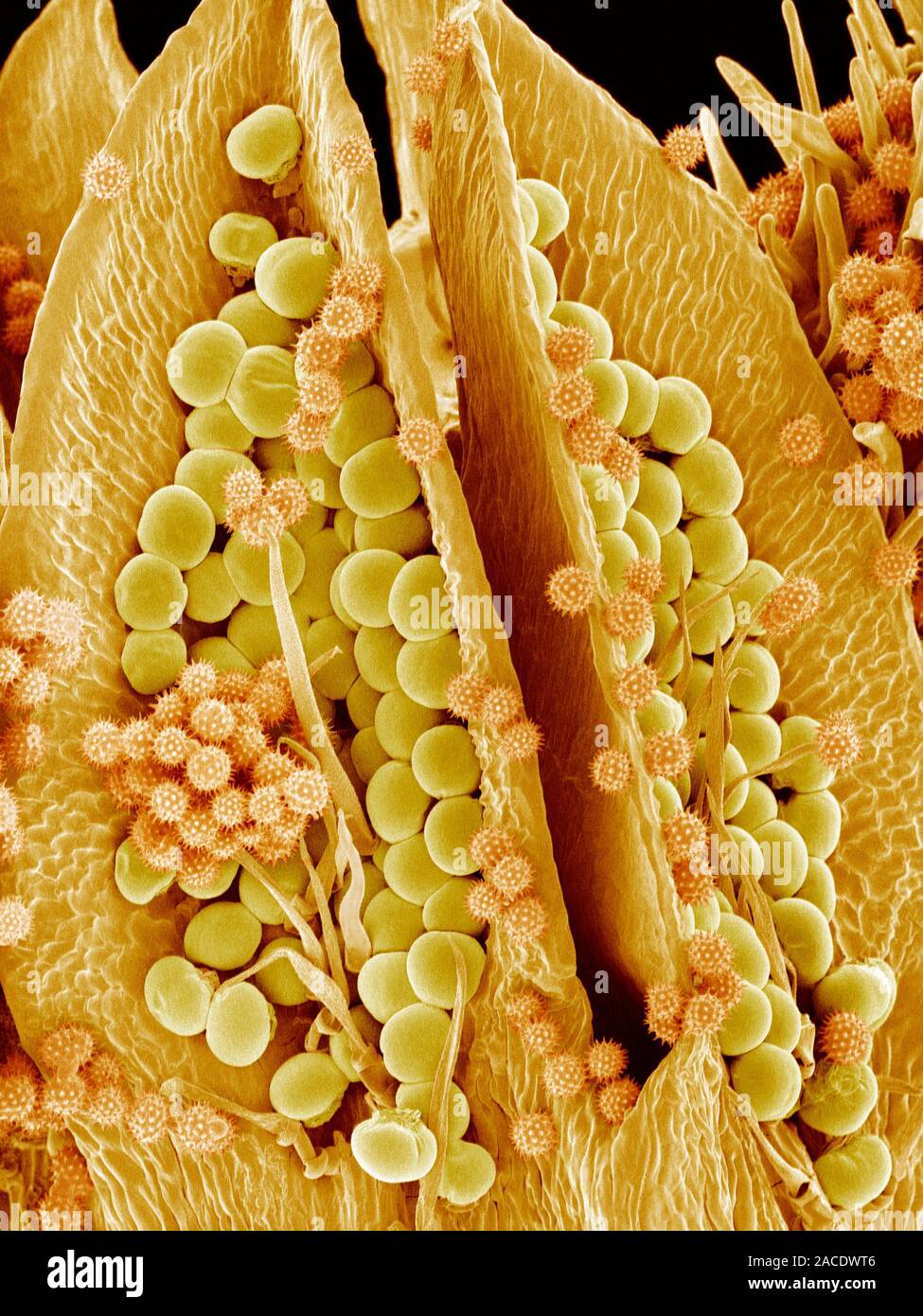 Sunflower pistil. Coloured scanning electron micrograph (SEM) of a ...