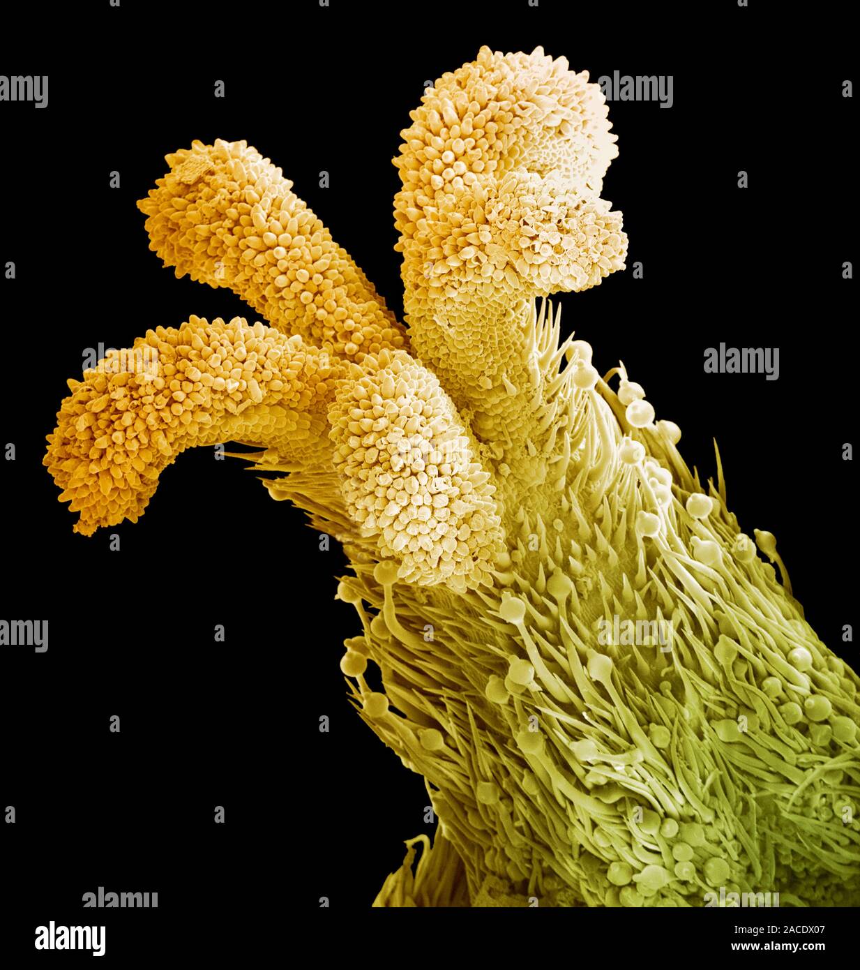 Flower stigma. Coloured scanning electron micrograph (SEM) of a flower