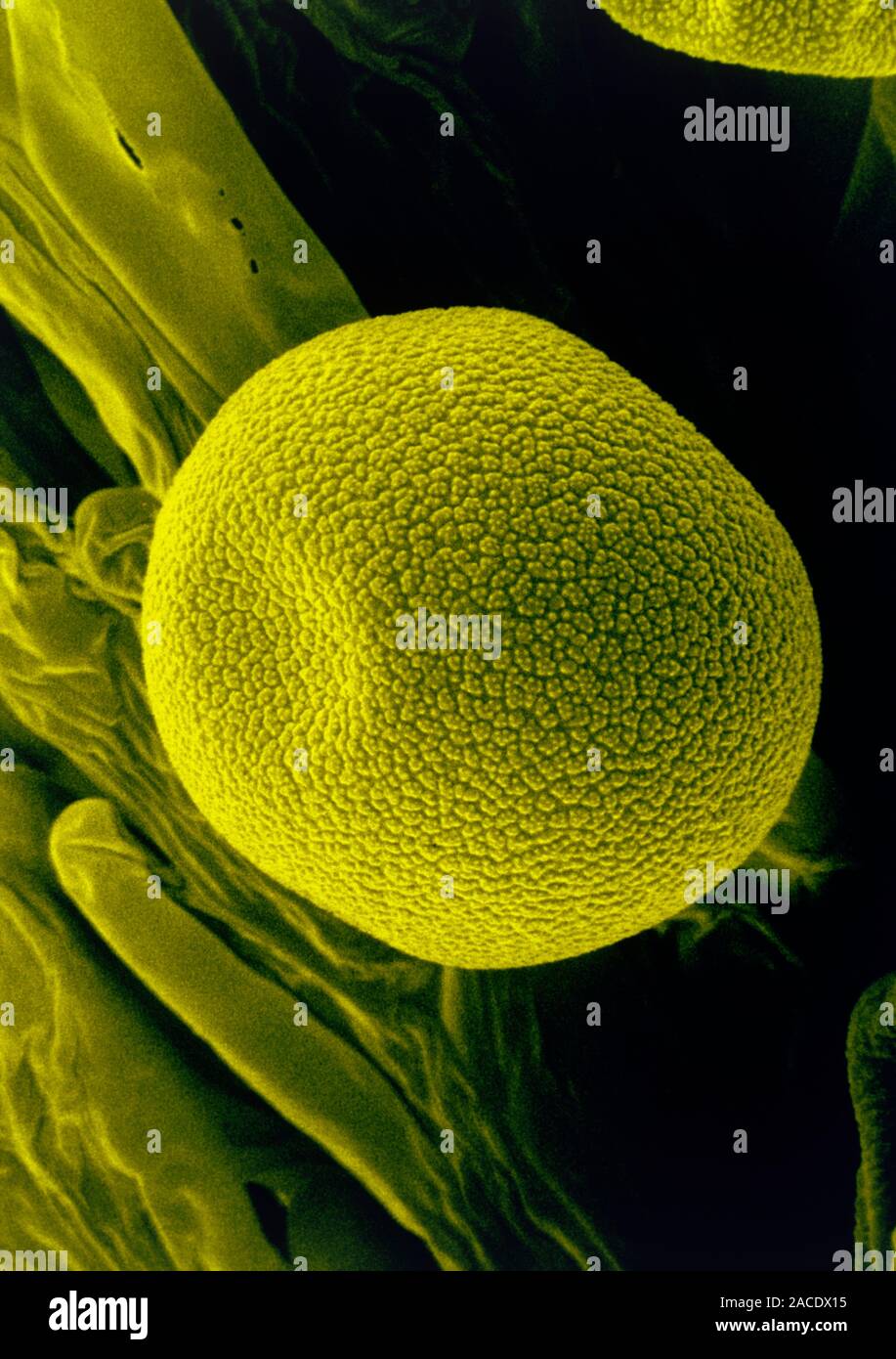 False colour scanning electron micrograph (SEM) of a pollen grain ...