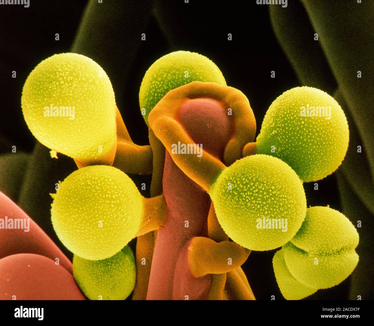False-colour scanning electron micrograph (SEM) of pollen grains ...