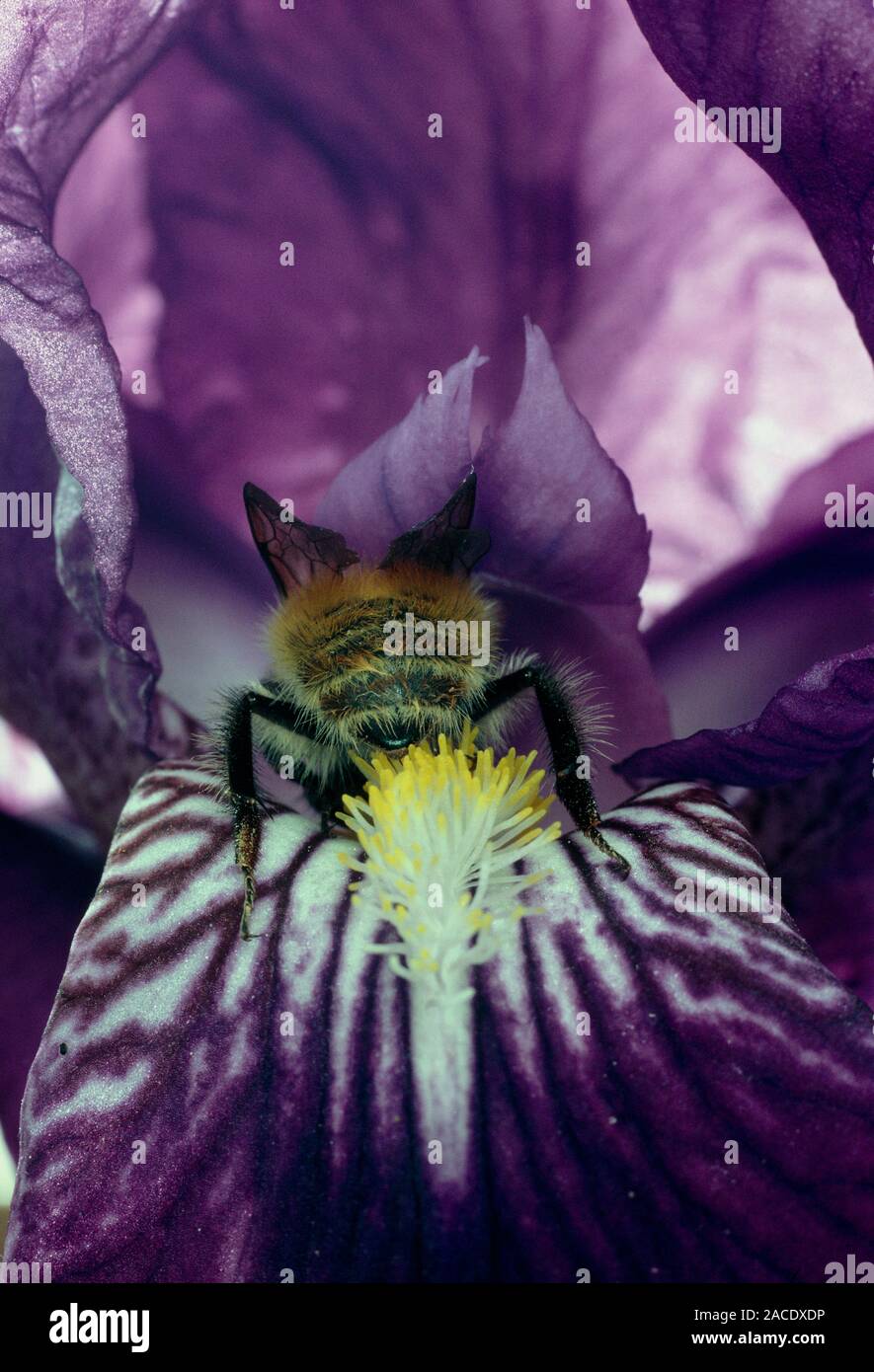 Pollination. Macrophotograph of a bumblebee pollinating an iris flower