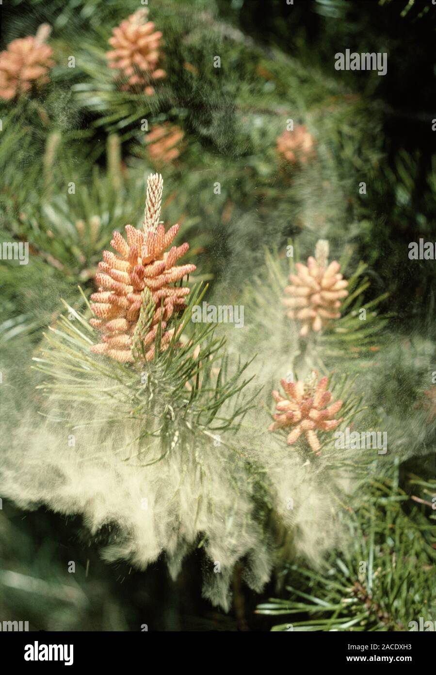 Pollen release from the Scots pine (Pinus sylvestris). The pollen