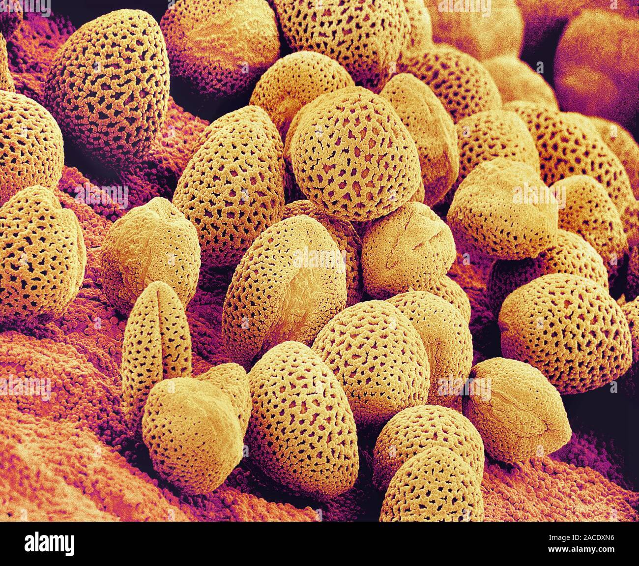 Pollen grains. Coloured scanning electron micrograph (SEM) of pollen ...