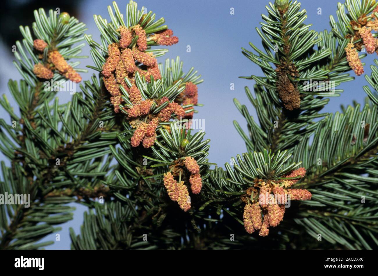 Pollen cones. Pollen cones on a silver fir (Abies alba). Stock Photo