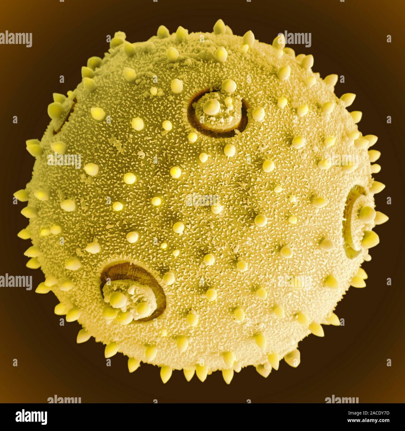 Пыльца и споры. Пыльца сосны микроскоп. Пыльца амброзии под микроскопом. Пыльца сосны микропрепарат. Пыльцевое зерно микроскоп.