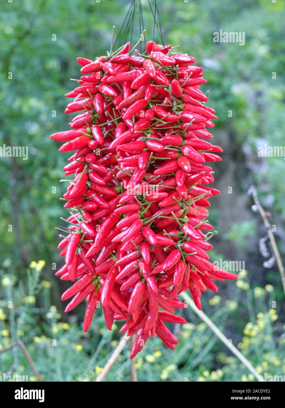 A bunch of red chili peppers hanging to dry in Amalfi, Italy Stock Photo