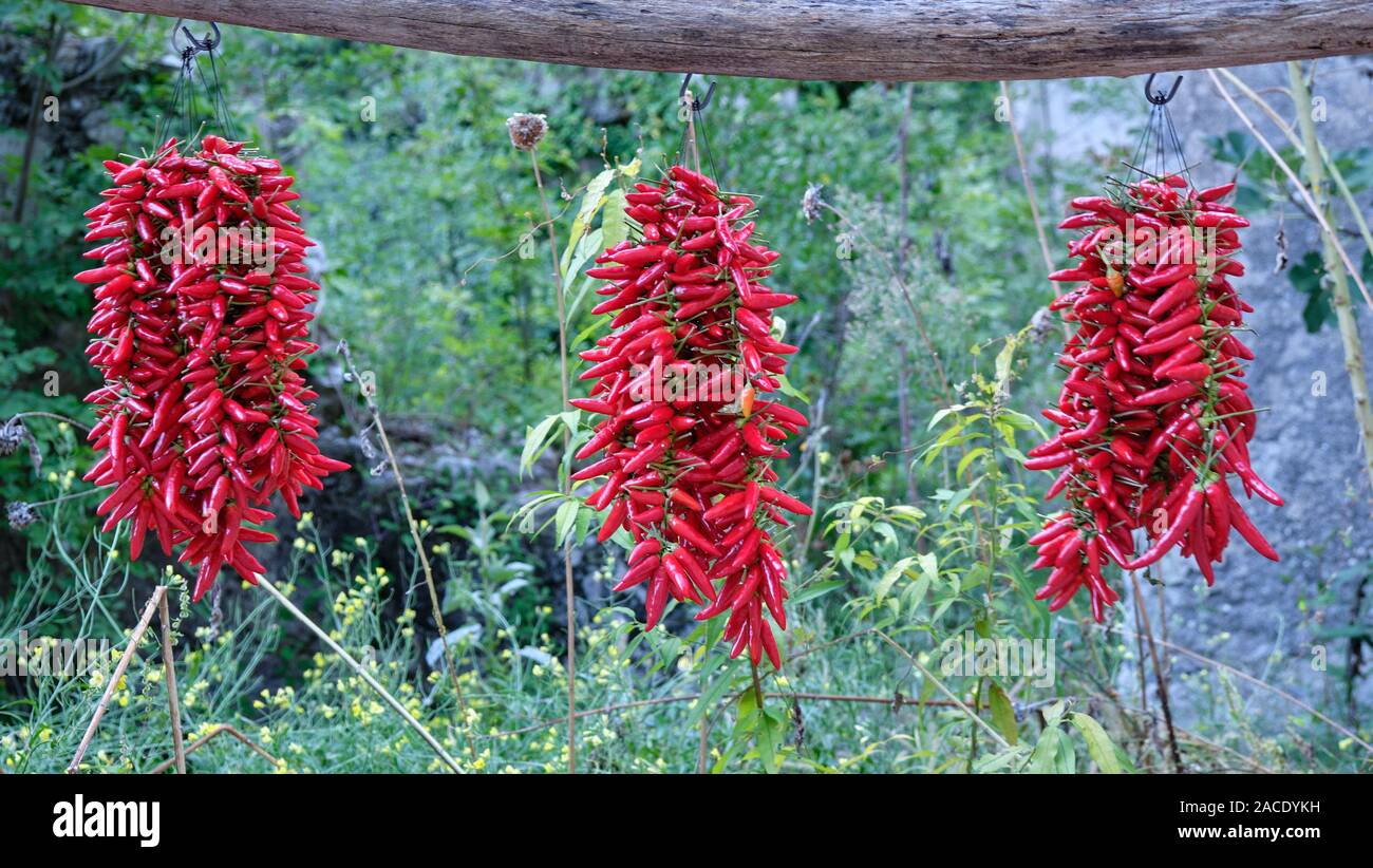 Bunches of red chili peppers hanging to dry at an organic farm in Italy. Stock Photo
