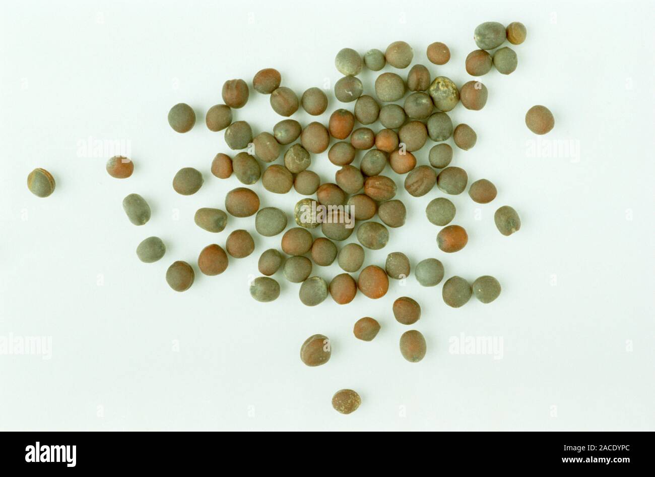 Turnip (Brassica campestris) plant seeds. The turnip is a root