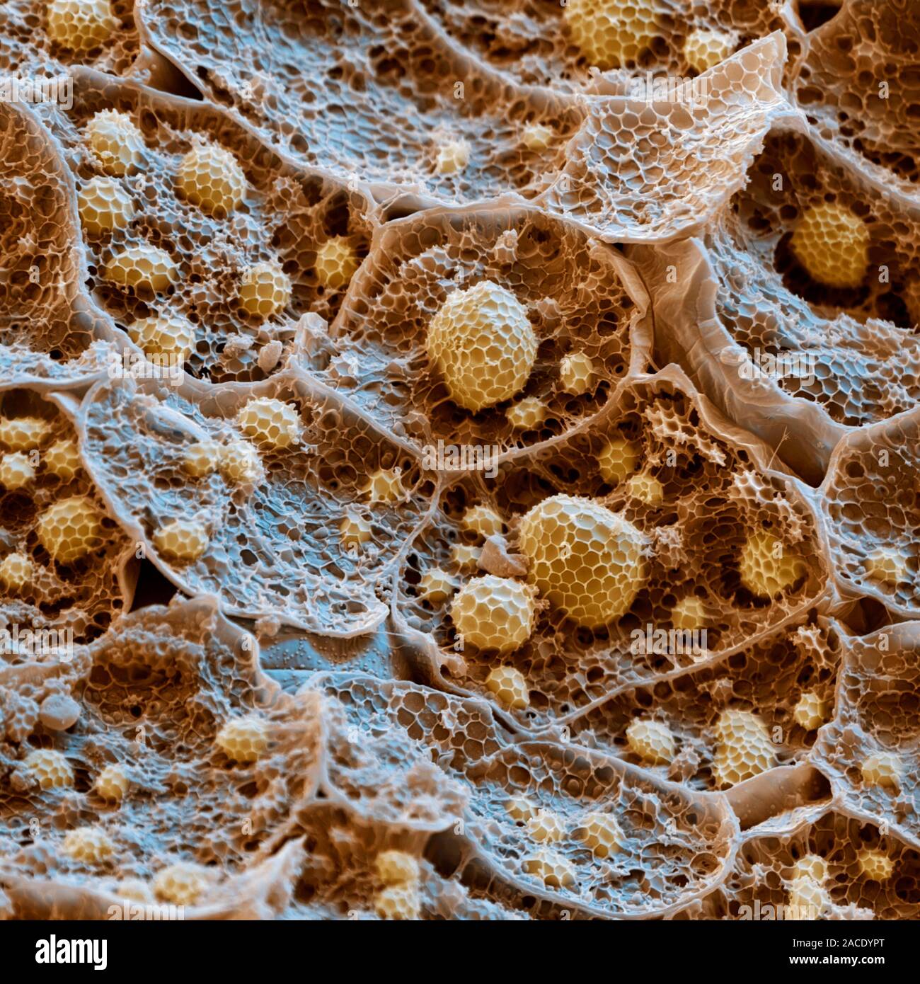 Almond kernel. Coloured scanning electron micrograph (SEM) of a section ...