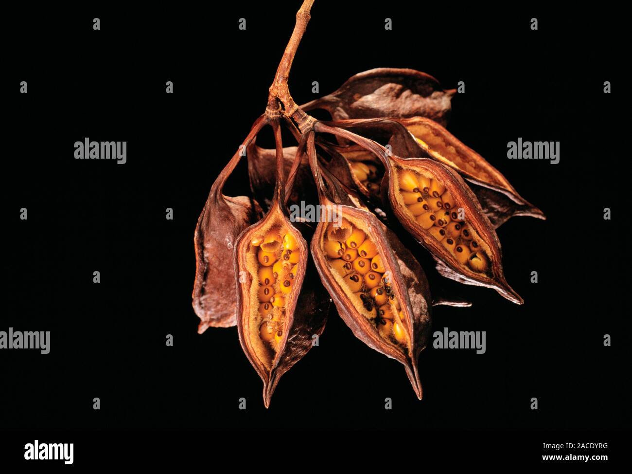 Bottle tree seed pods. Open seed pods of the bottle tree (Brachychiton
