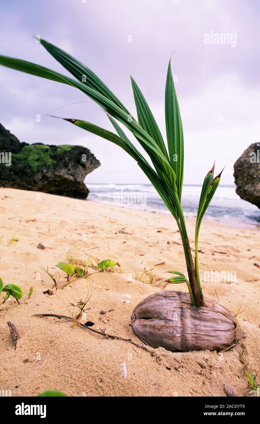 Germinating coconut palm (Cocos nucifera) on a beach in Barbados. A