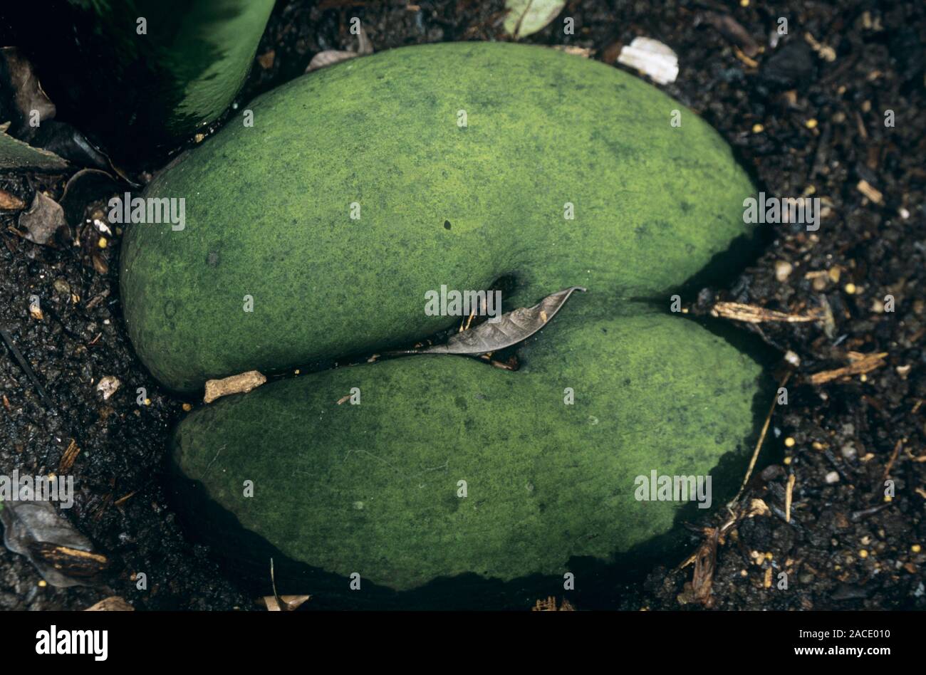 Coco de mer seed (Lodoicea maldivica). This is the largest and heaviest ...