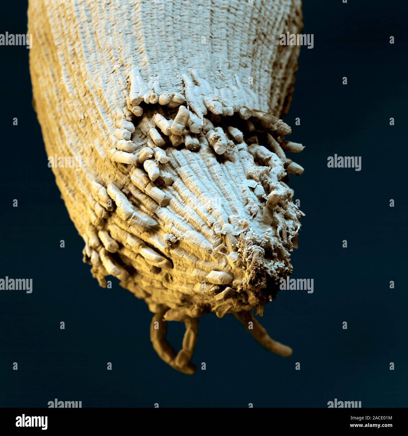 Root Radile Germinating wheat grain. Coloured scanning electron micrograph (SEM) of ...