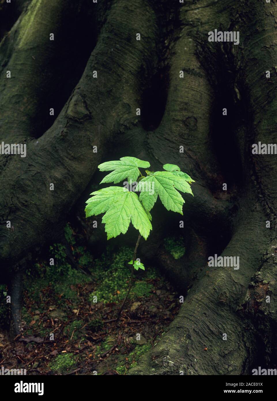 Sycamore Seedling Seedling Or Seed Lily Of A Sycamore Acer Pseudoplatanus Tree Stock Photo