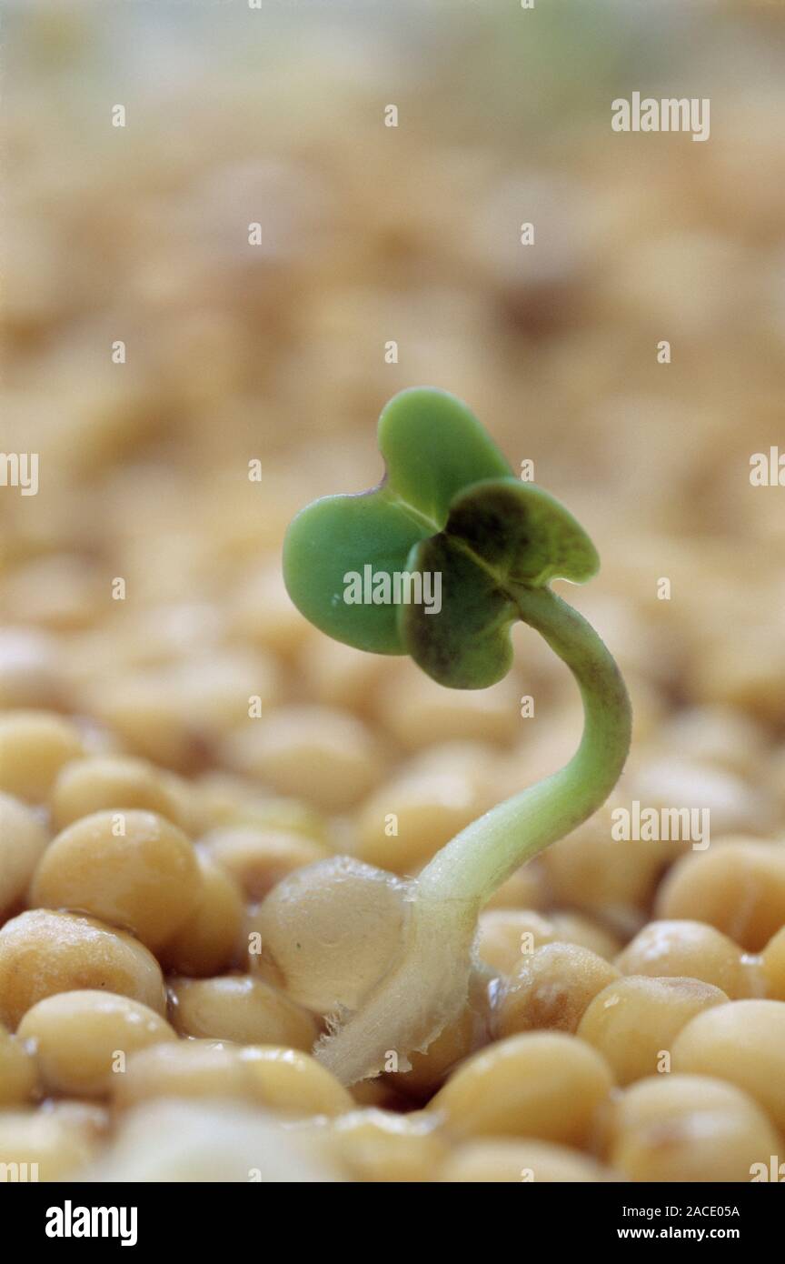 Indian mustard seedling (Brassica juncea Stock Photo Alamy