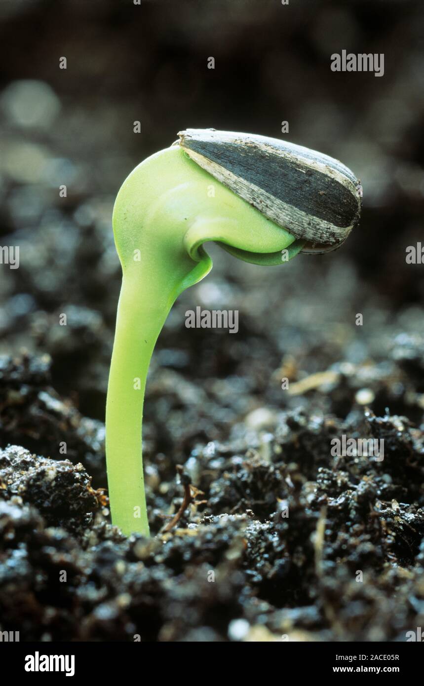 Germinating sunflower seed (Helianthus annuus Stock Photo Alamy