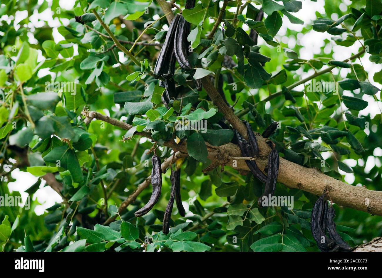 Carob tree seed pods (Ceratonia siliqua). These seeds are edible and can be used as a chocolate