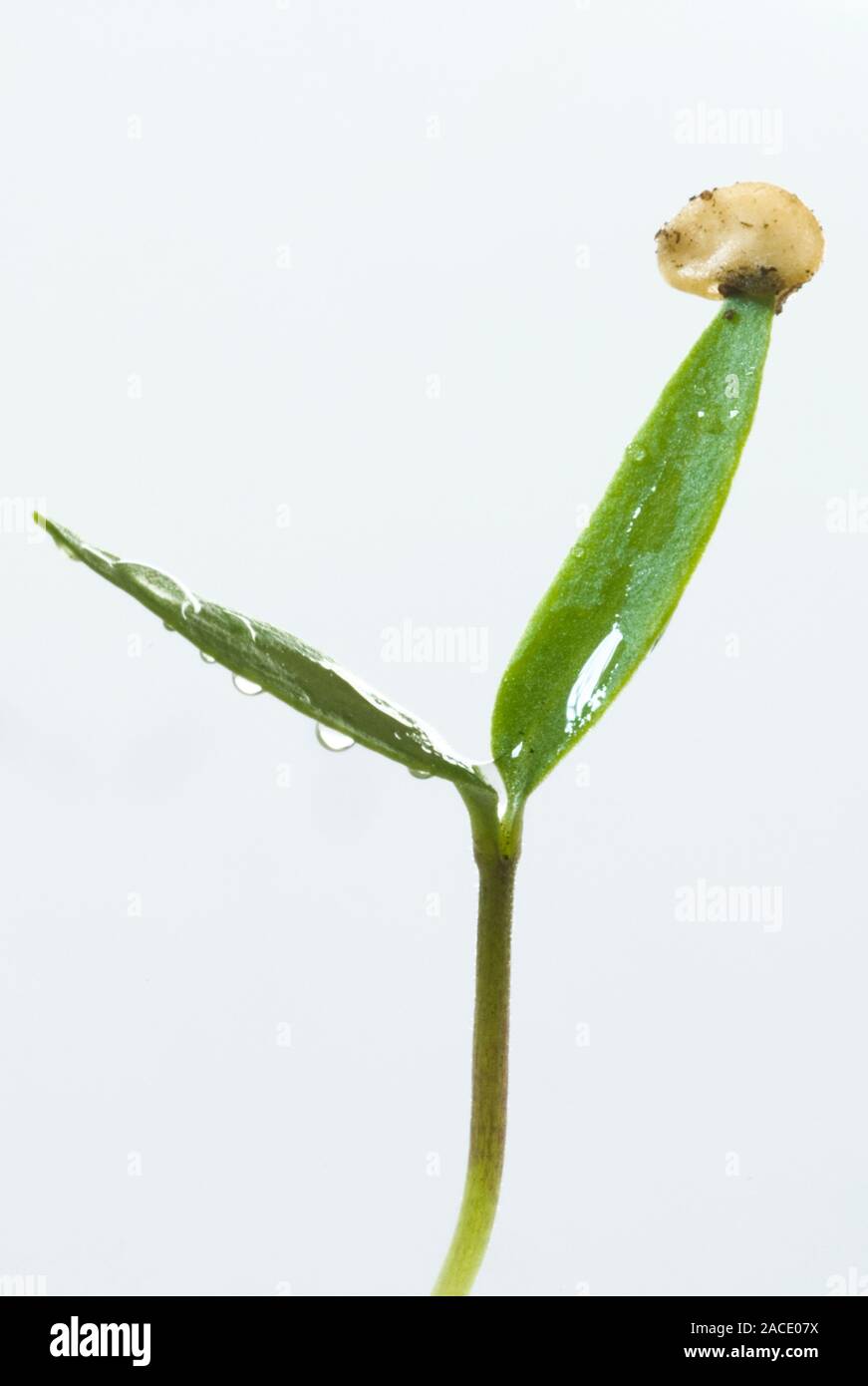 Germinating bell pepper seedling (Capsicum annuum 'California Wonder