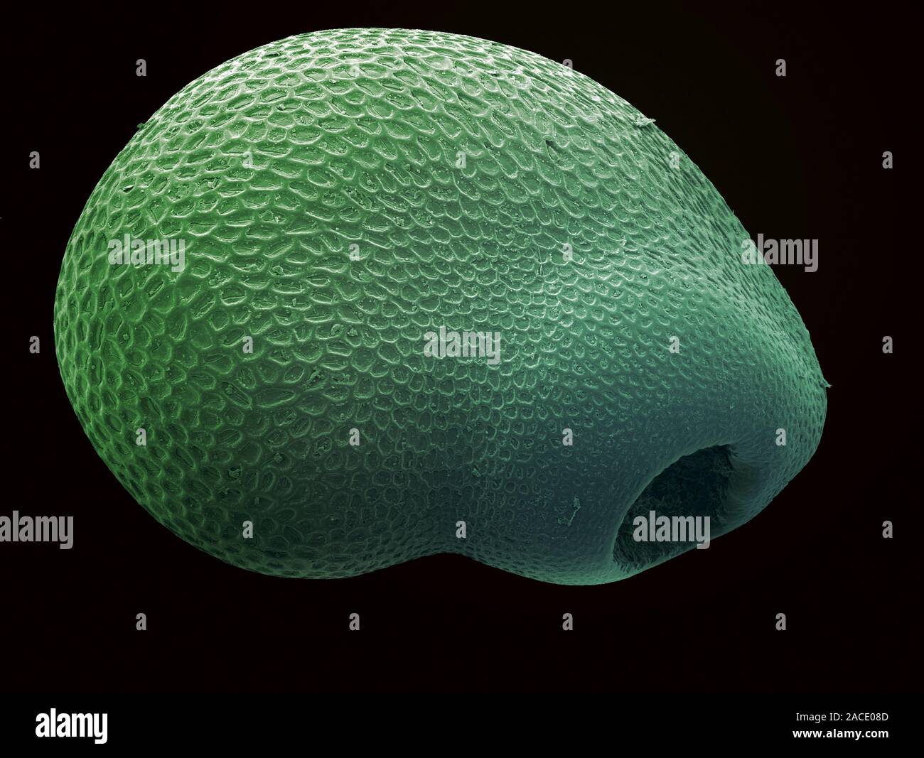 Cactus seed. Coloured scanning electron micrograph (SEM) of a seed from ...