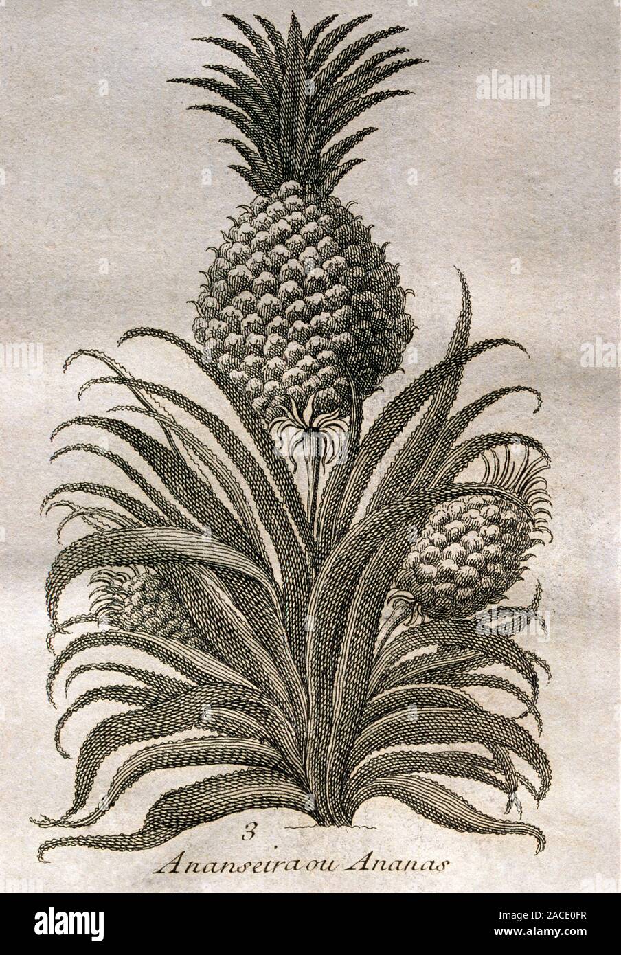 Pineapple plant. 1753 engraving of a pineapple plant (Ananas comosus ...