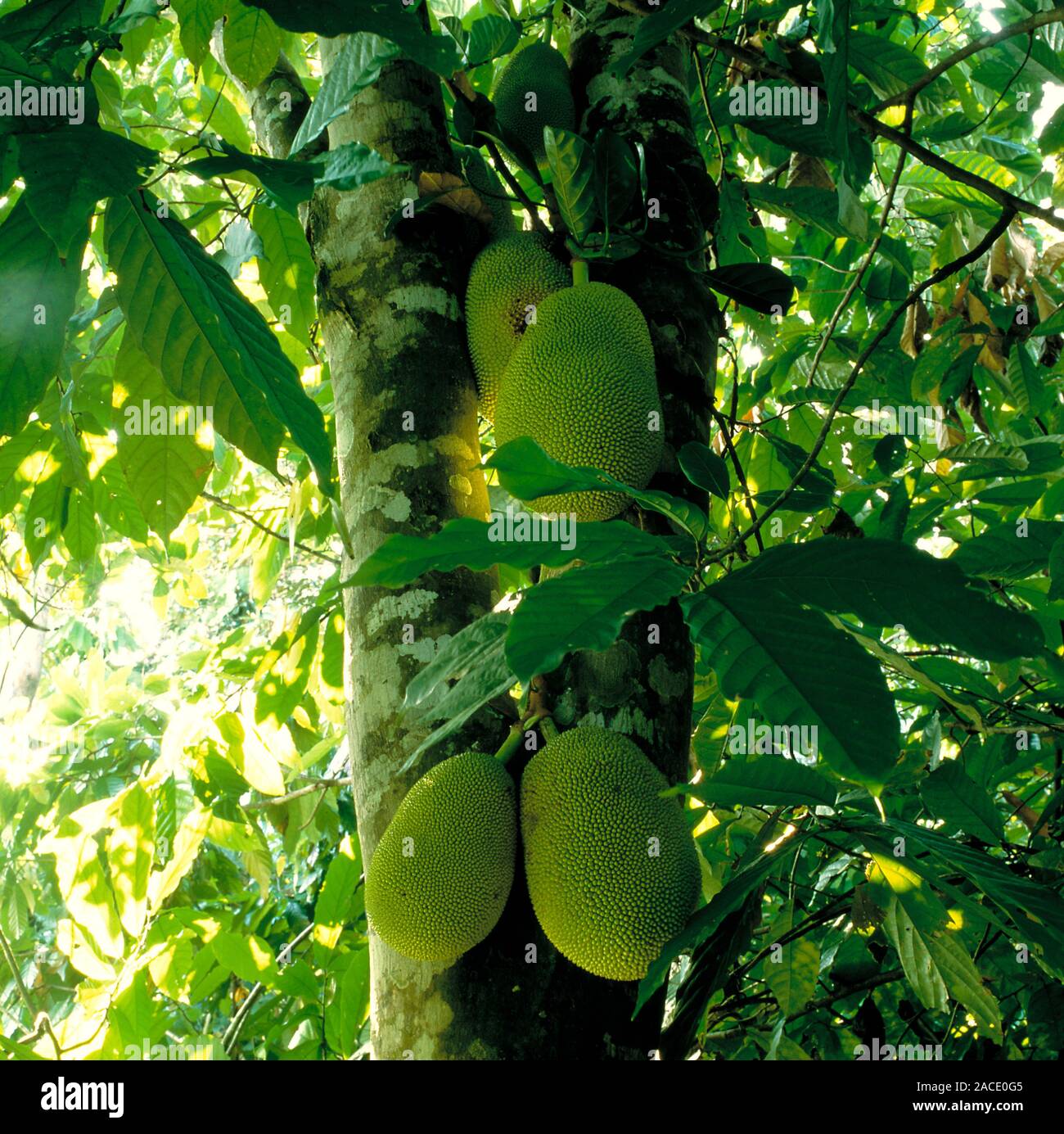 Jackfruit (Artocarpus heterophyllus) growing on a tree in a plantation