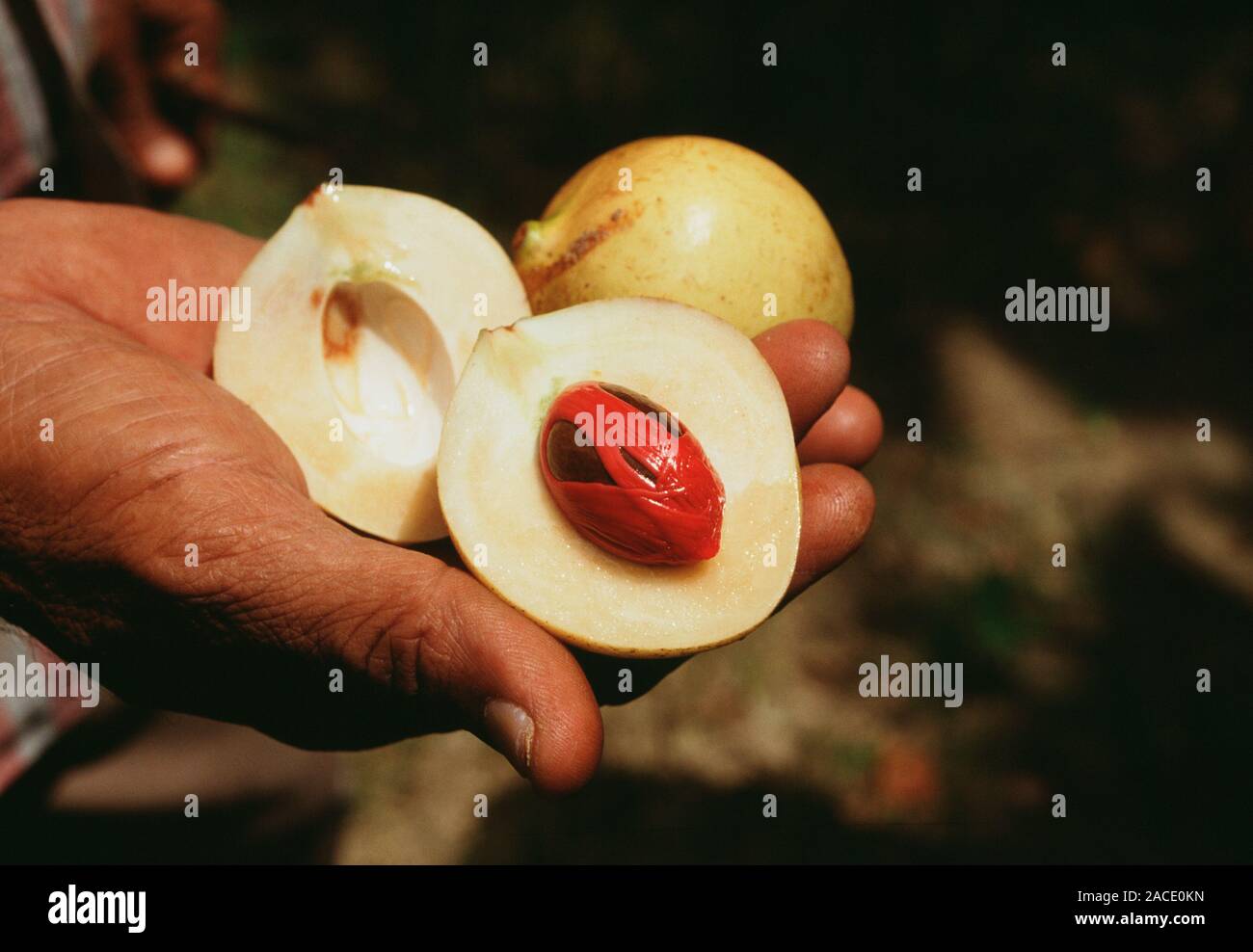 Nutmeg fruits. Hand holding nutmeg apples (Myristica fragrans), an
