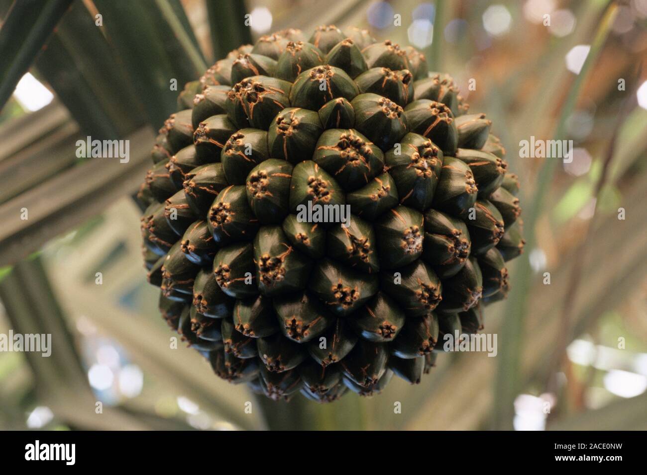 Screw pine (Pandanus utilis) fruit. This tropical tree's fruit is often