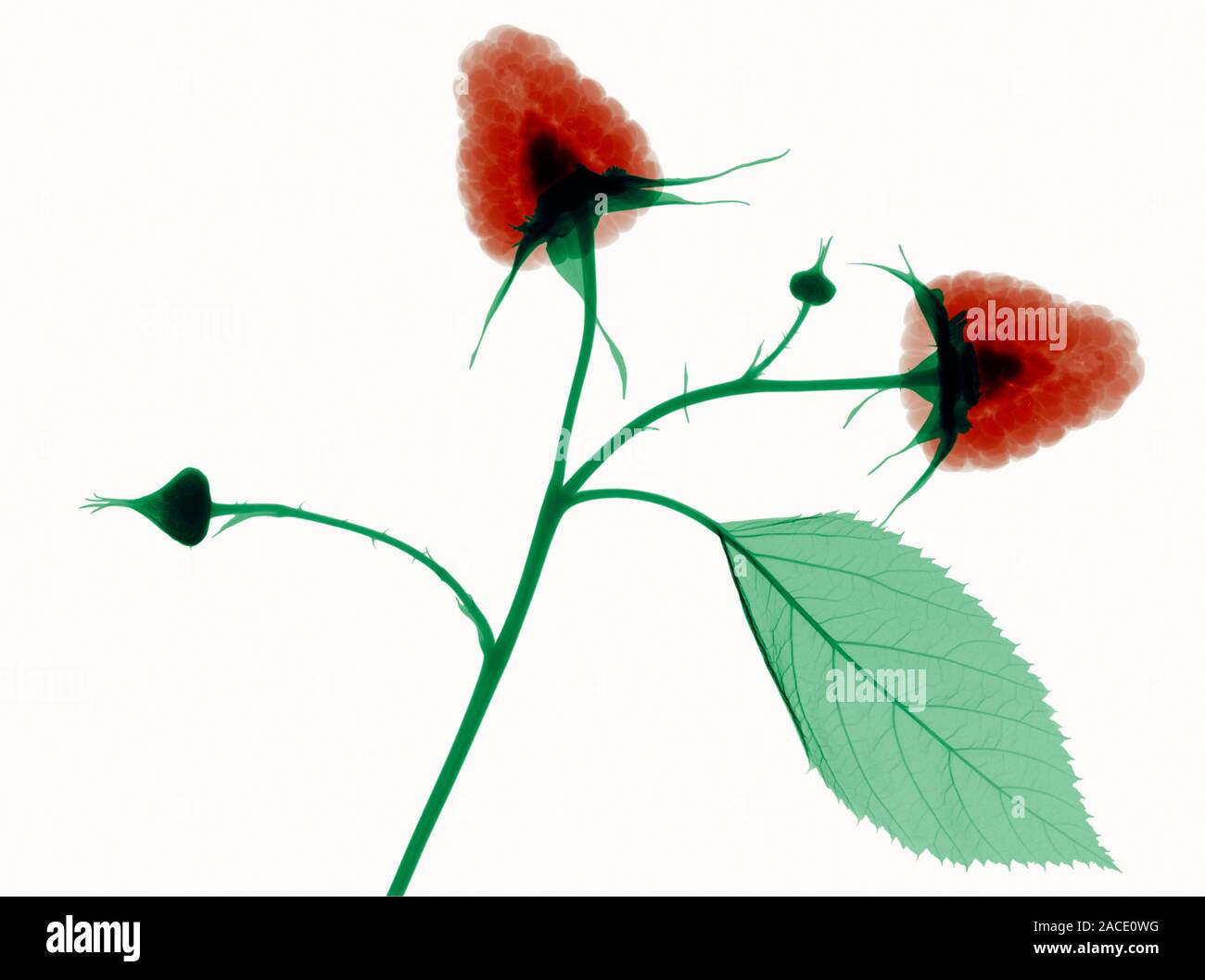 Raspberries (Rubus idaeus). Coloured X-ray of part of a rasberry plant ...