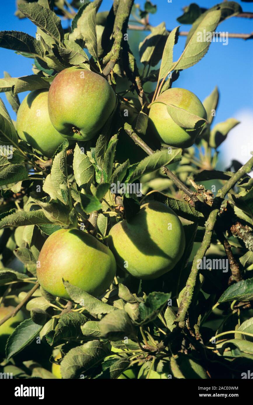 Apples (Malus sp.) growing on their tree. Stock Photo
