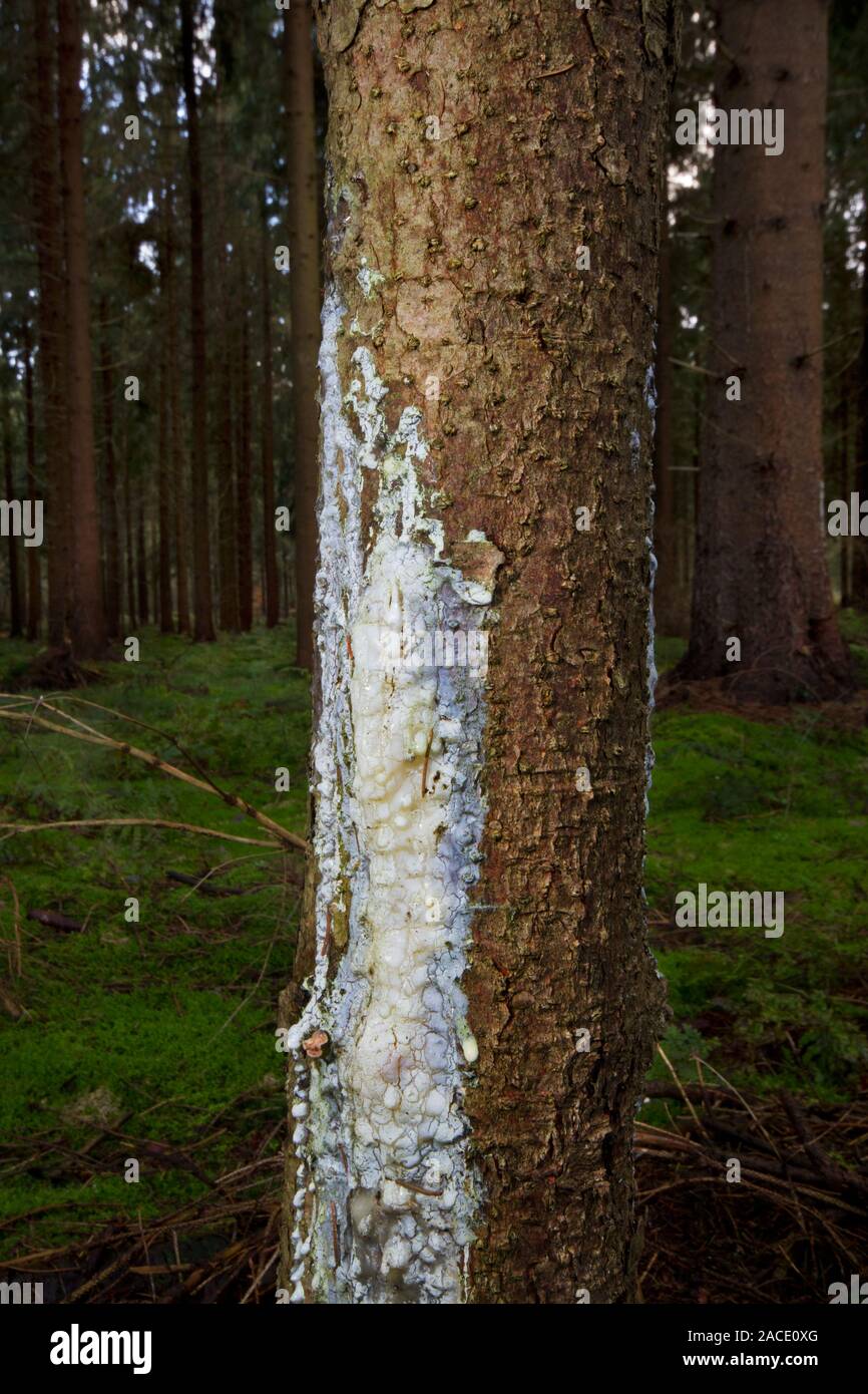 Pine tree secreting resin in response to injury Stock Photo