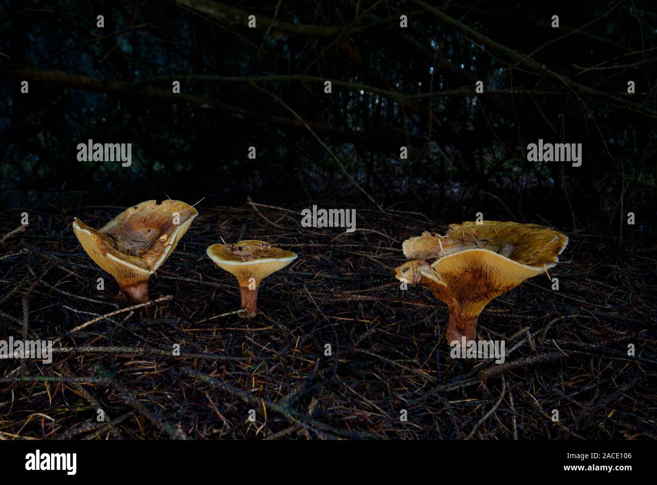 Three False  chanterelles in a mysterious dark forest, growing in a thick layer of pine needle litter Stock Photo