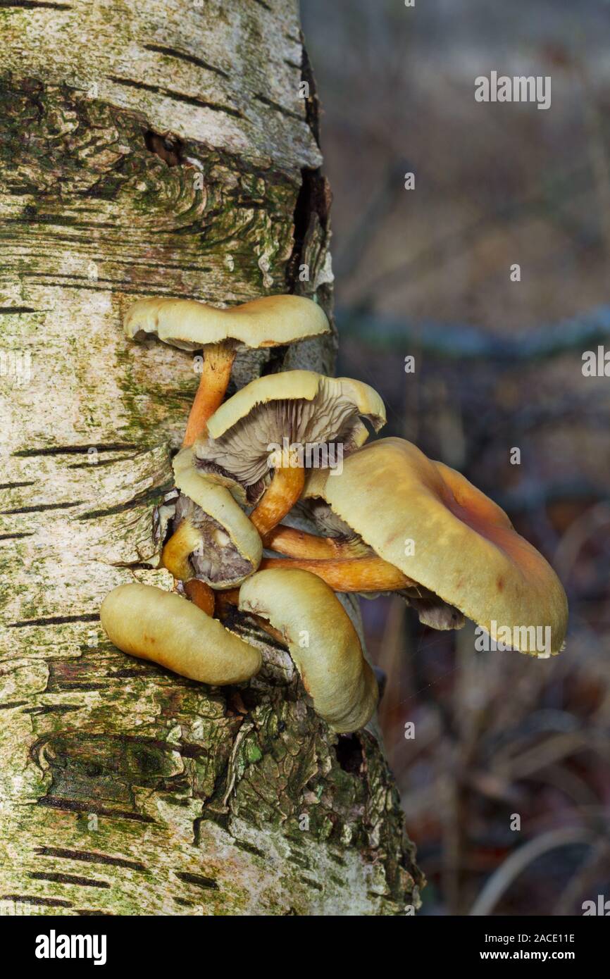 Mushrooms growing on birch tree hires stock photography and images Alamy