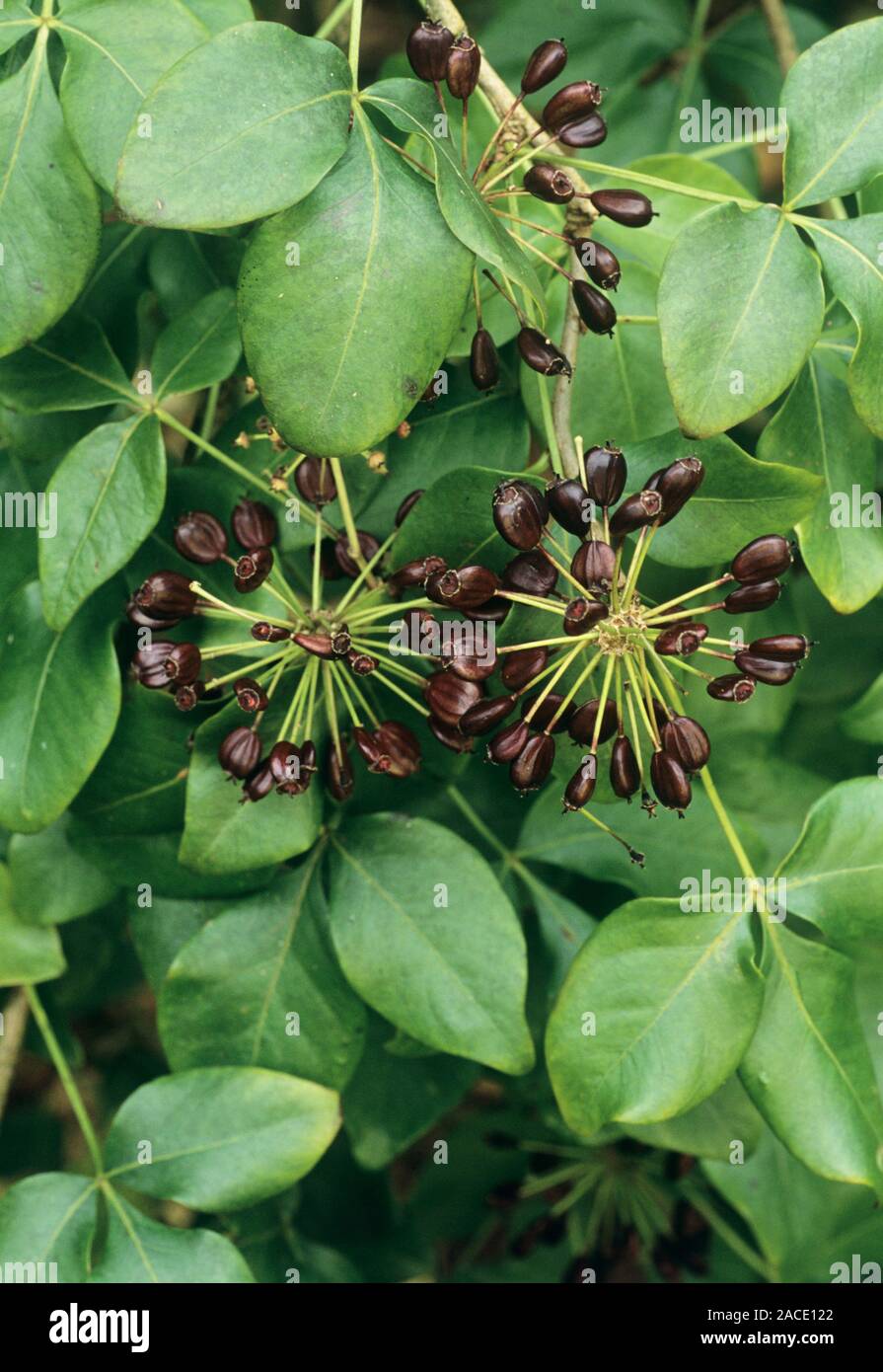 Five-fingered aralia fruits (Acanthopanax sieboldianus). Photographed ...