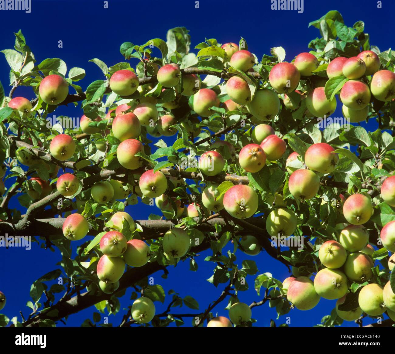 Apples (Malus sp.) growing on their tree. Stock Photo