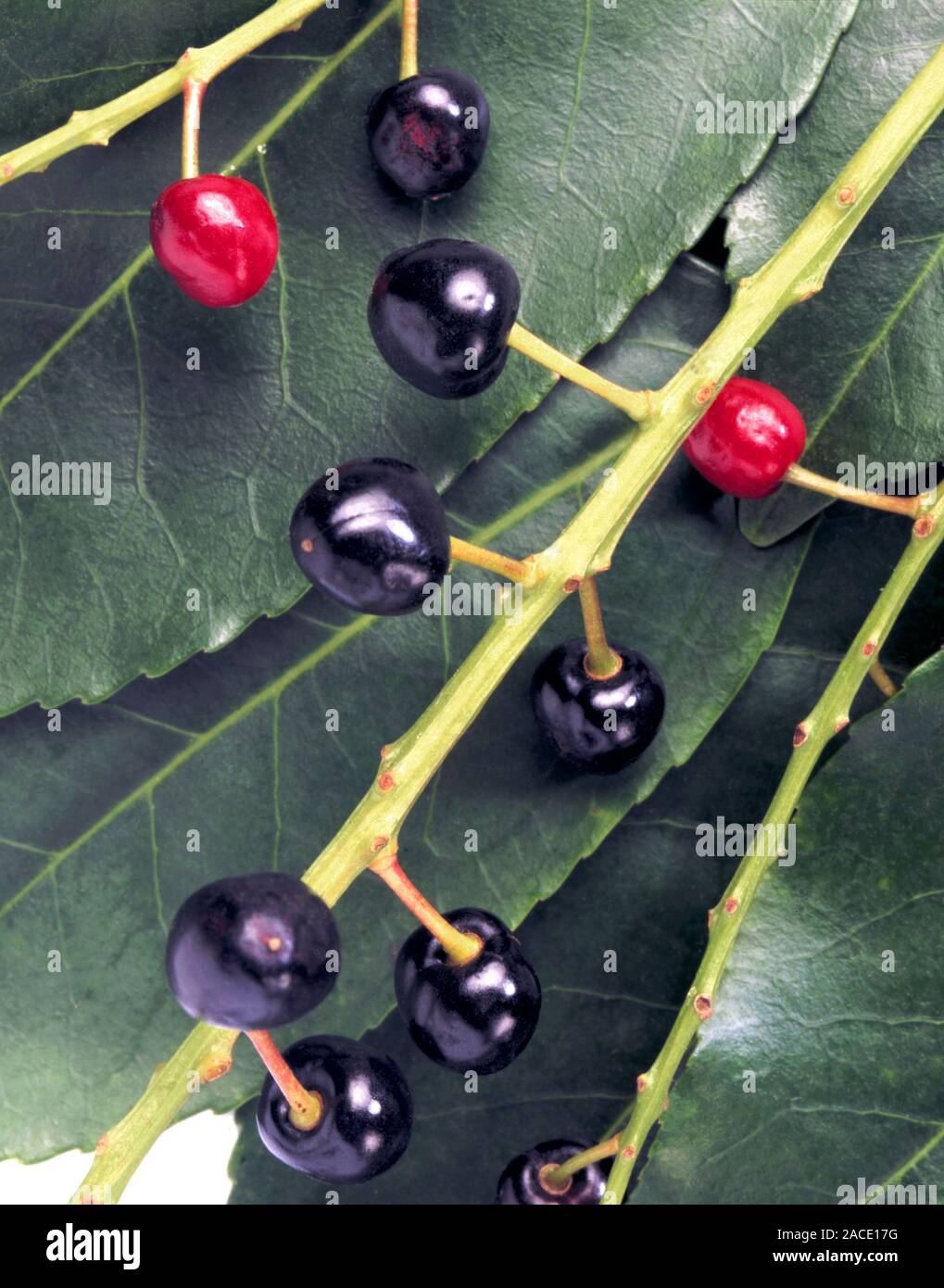 Portuguese laurel (Prunus lusitanicia) fruits. This plant is not a true