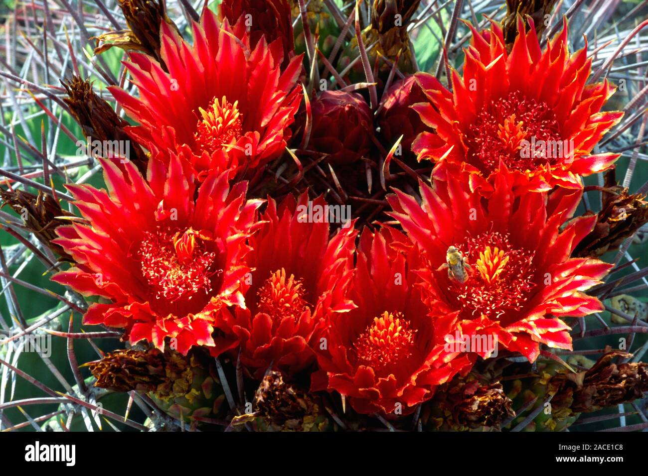 Arizona, USA, Kakteenblüte, Organ Pipe NM, rote Blüten, Blumen, Pflanzen  Stock Photo - Alamy