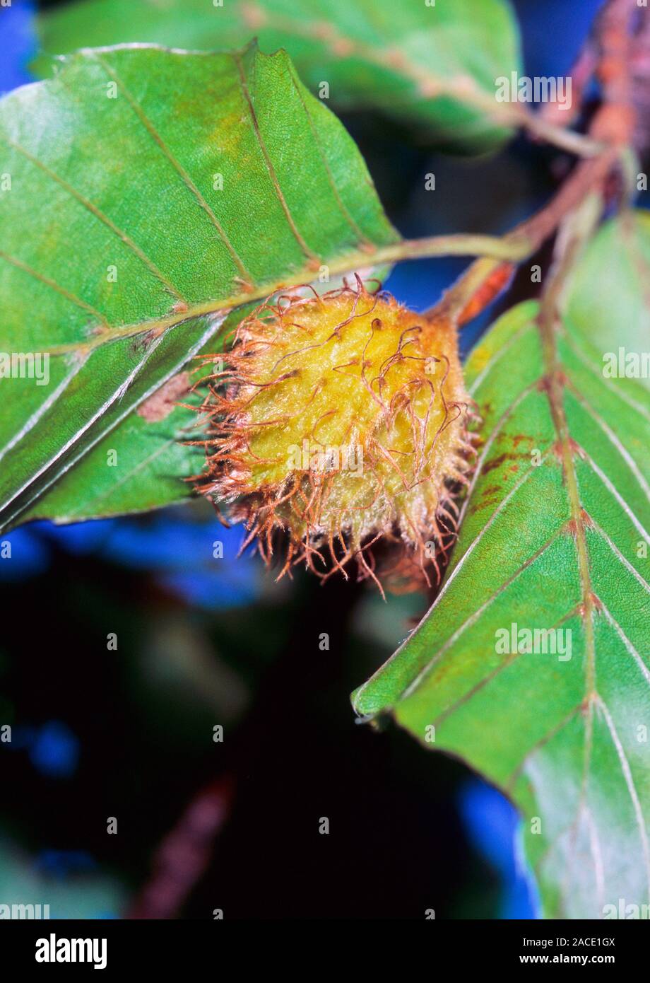 Beech tree fruit (Fagus sylvatica). The raw seeds of this tree should not  be eaten in large quanities as they are considered to be poisonous. When  the Stock Photo - Alamy