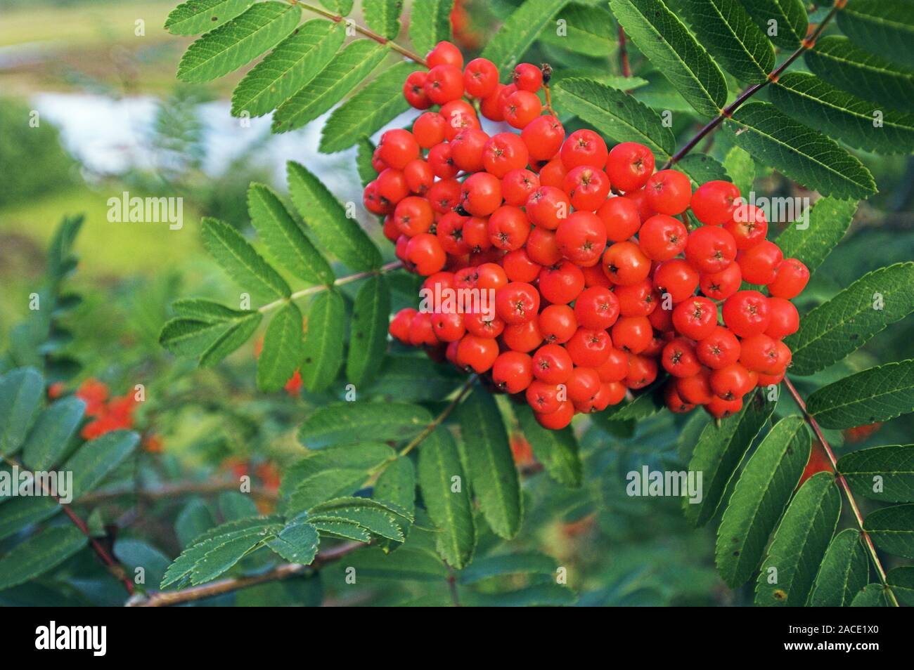 European Rowan Berries Sorbus Aucuparia Photographed In Photographed European Rowan Berries Sorbus Aucuparia Photographed In Photographed