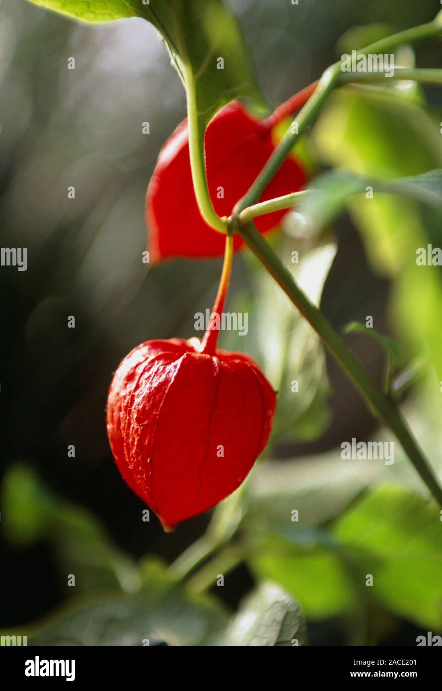 Chinese lantern fruit (Physalis alkekengi). Only the fruit is edible