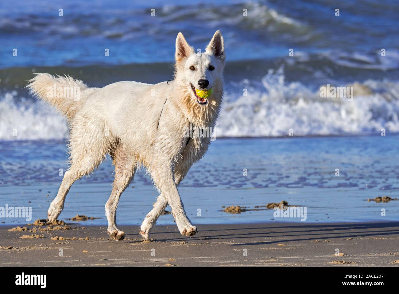 Unleashed Berger Blanc Suisse / White Swiss Shepherd, white form of German Shepherd dog running with tennis ball in mouth on the beach Stock Photo