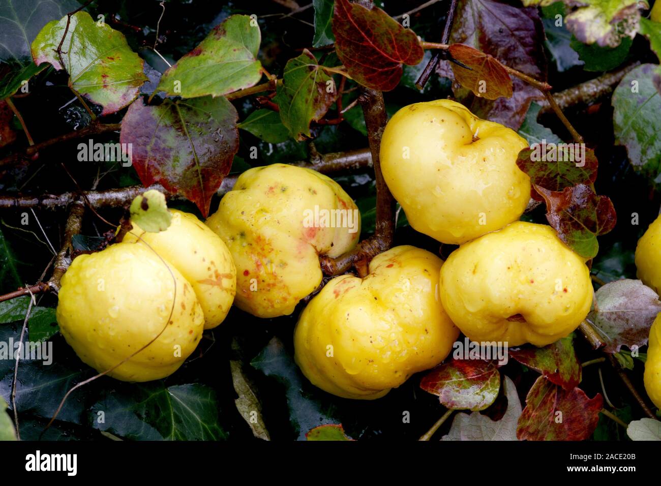 Japanese quince fruits (Chaenomeles x superba 'Crimson and Gold