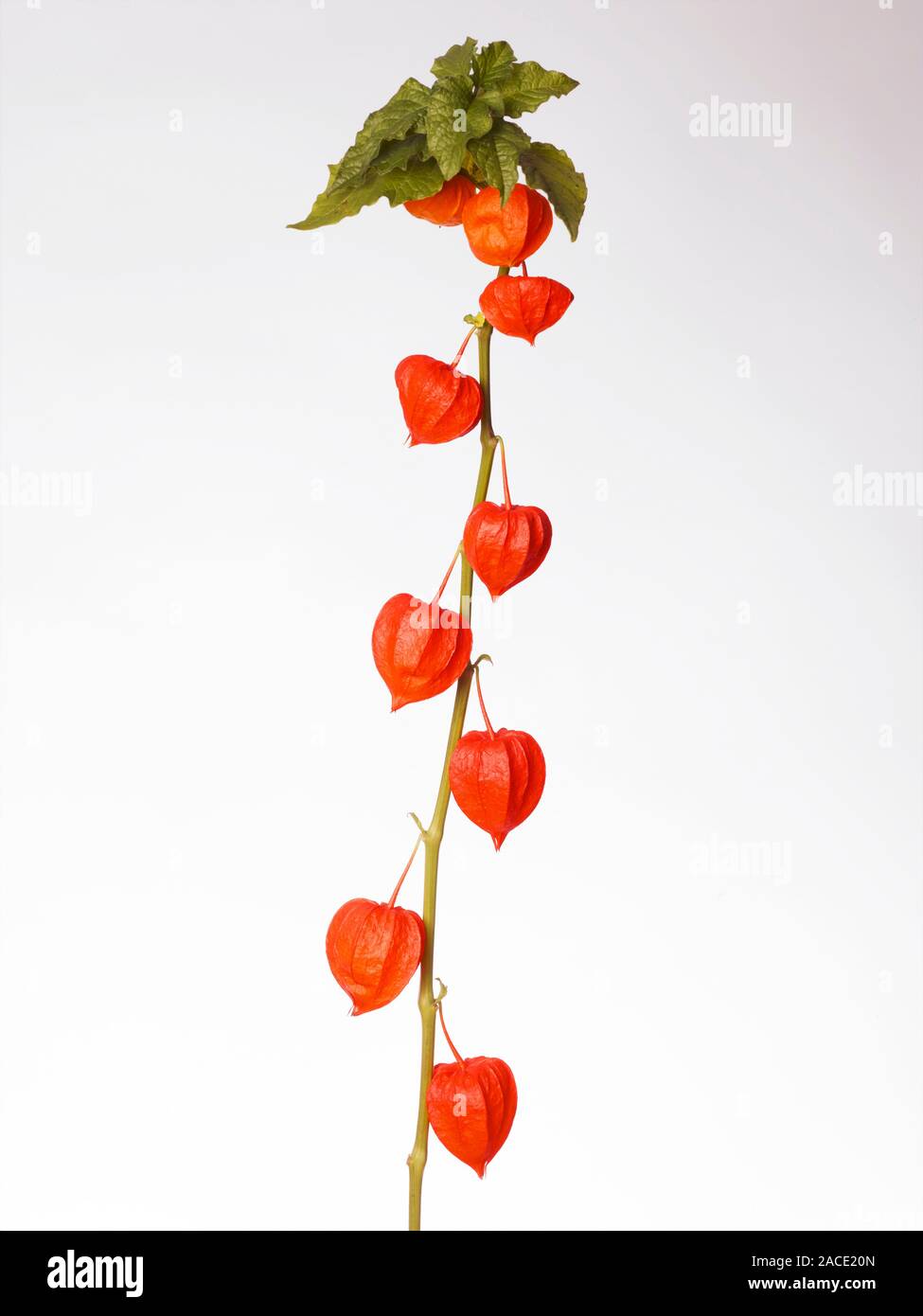 Chinese lantern fruit (Physalis alkekengi). Only the fruit is edible