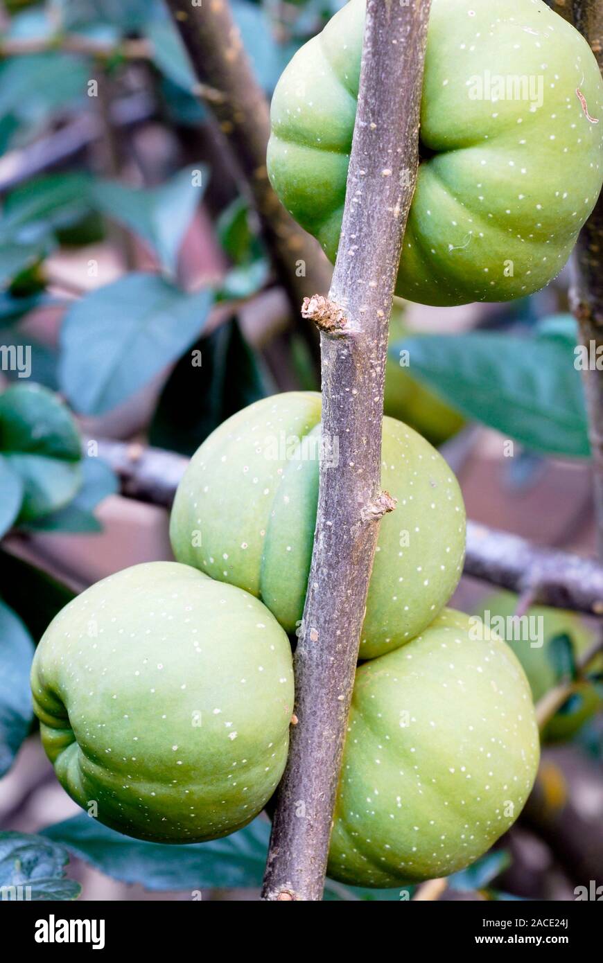 Flowering quince fruit (Chaenomeles speciosa 'Apple Blossom