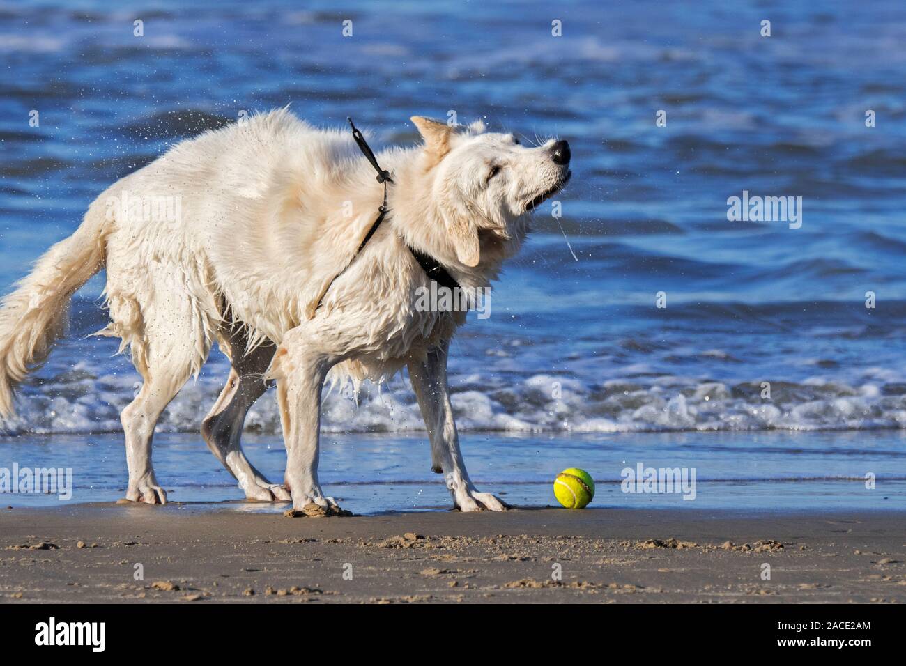 Unleashed Berger Blanc Suisse / White Swiss Shepherd dog on the beach shaking wet fur dry after fetching tennis ball from sea water Stock Photo