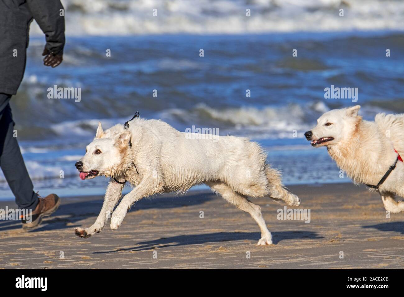 Two unleashed Berger Blanc Suisse dogs / White Swiss Shepherds, white form of German Shepherd dog running past walker on the beach Stock Photo