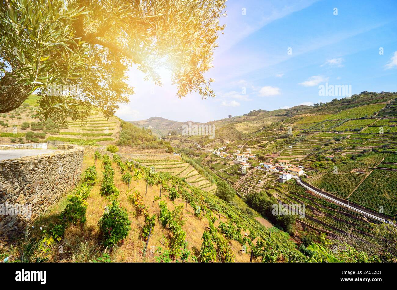 Vineyards with red wine grapes for Port wine production in winery near