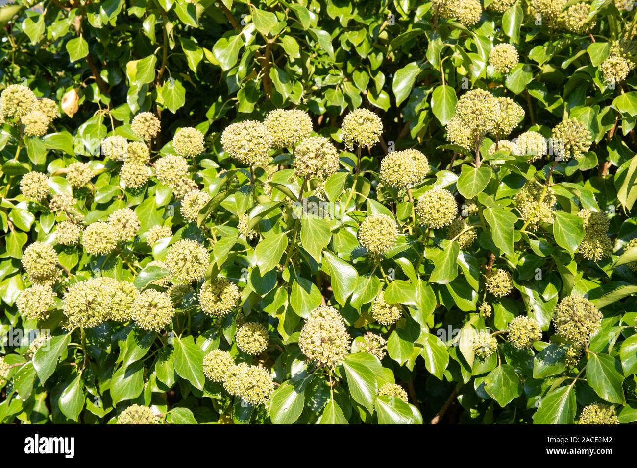 flowering ivy - hedera helix - in winter - UK Stock Photo