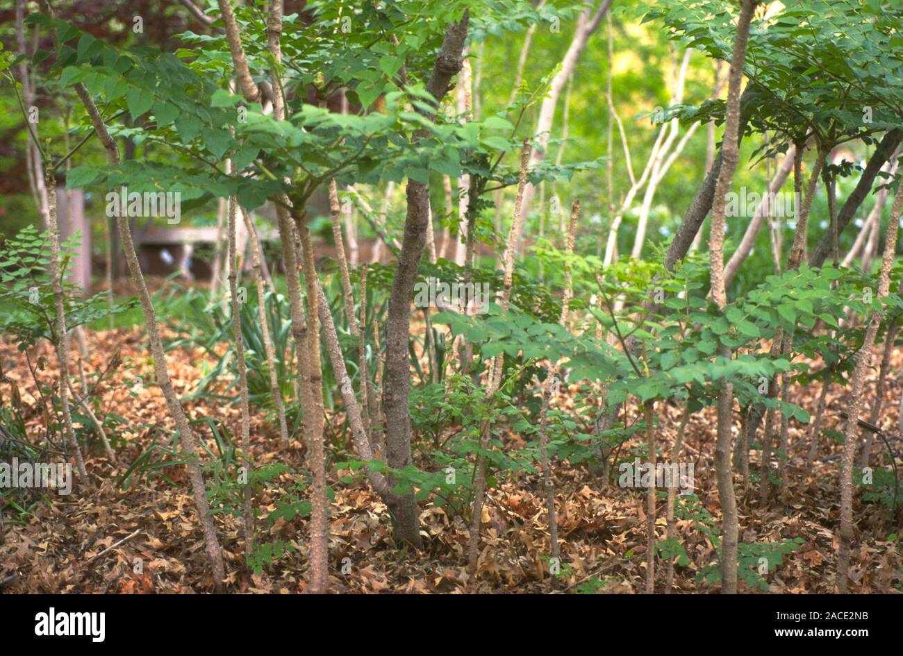 Japanese angelica tree. (Aralia angelica) A clump of new saplings Stock ...