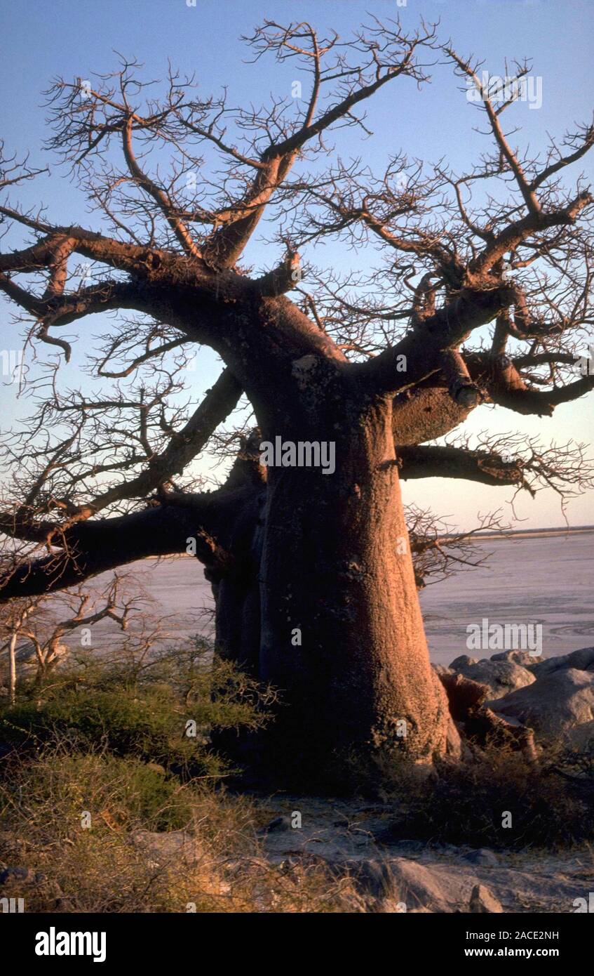 Swollen Tree Baobab. (Adansonia digitata) Massive tree with a swollen trunk in ...