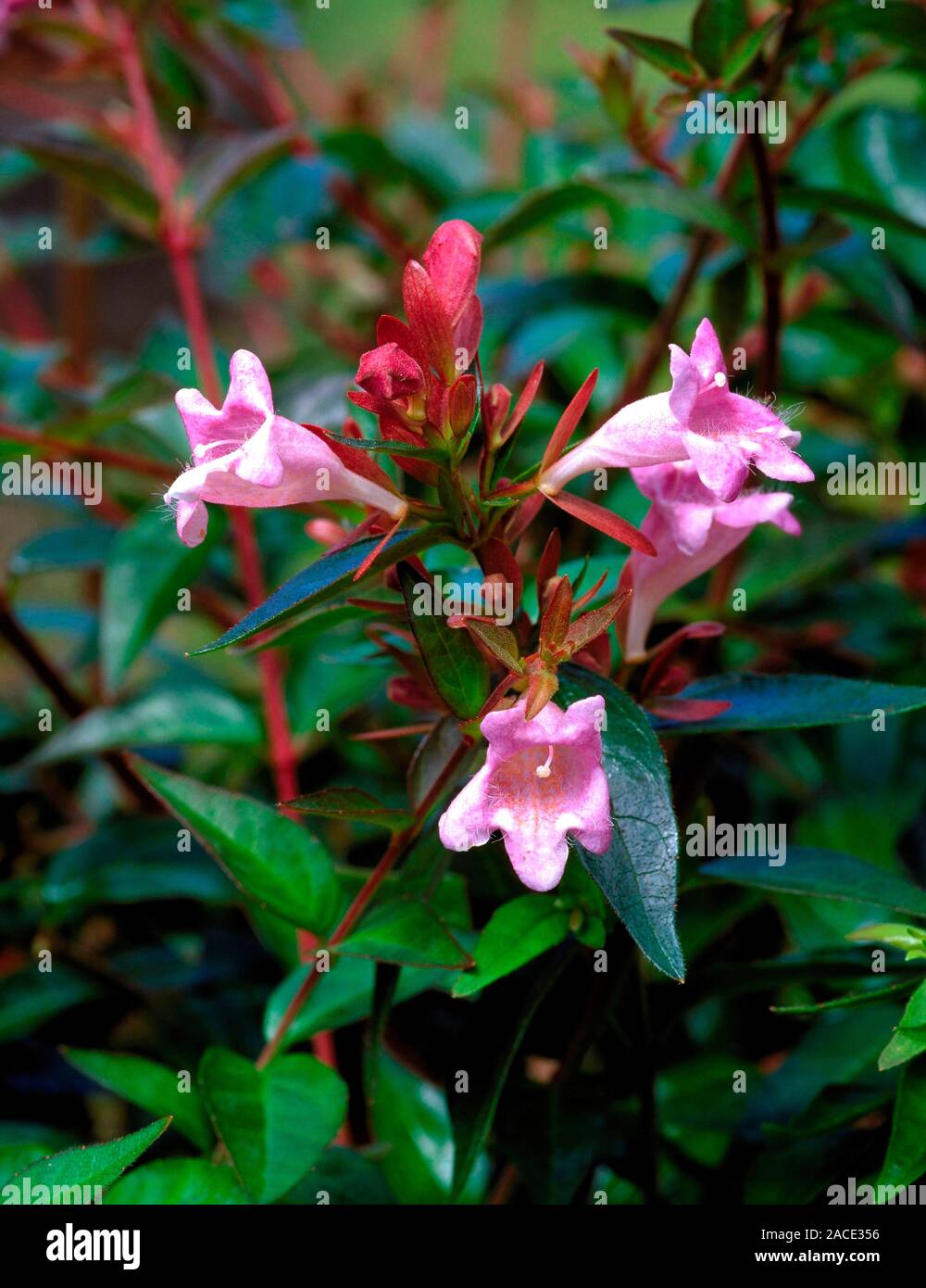 Abelia schumannii. A plant with funnelshaped, scented flowers Stock
